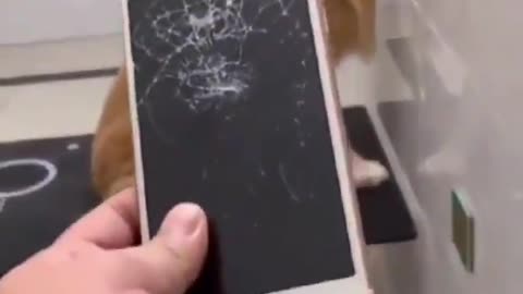 Guilty Dog over damaged Iphone