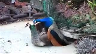 Mating of beautiful peacocks