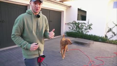 HOW TO TEACH ANY DOG THE RECALL TECHNIQUE WITH THE E-COLLAR | TO LEARN MORE CLICK THE LINKS BELOW
