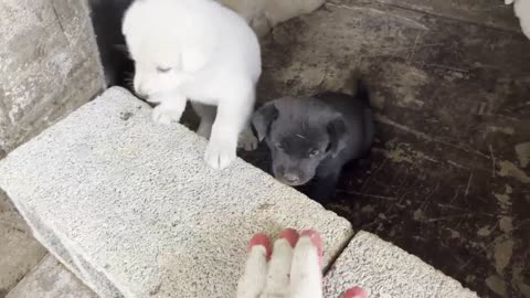 Newborn cute puppies are yawning