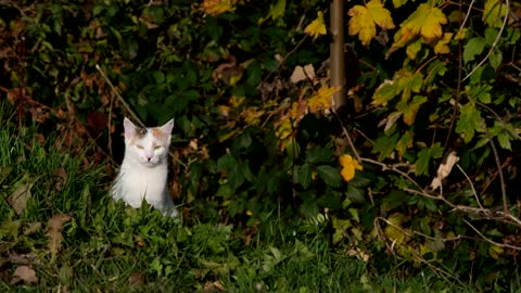 Cat Domestic cute Cat | Cute Pets