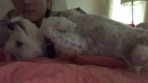 White fluffy dog on pink blanket being pet and scratched by lady