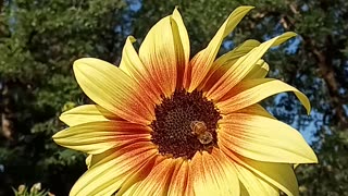 Bees love sunflowers