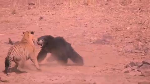 Tiger vs bear in a real fight !!!