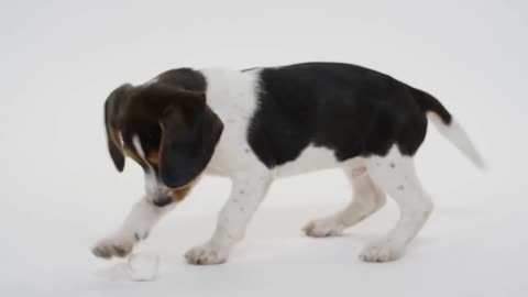 Cute Dog Status | Dog Funny Video | Cute Animals Status | Crazy Dog | World Cutest Animal |