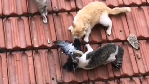 Three cats are catching birds on the roof