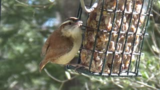 Wren