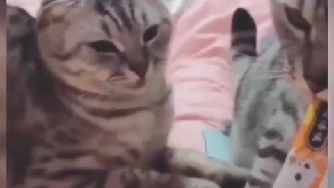 FUNNY CAT VIDEOS