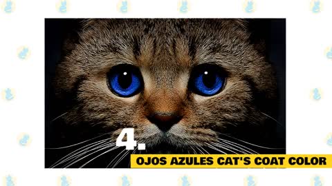 Blue eyes cats fu facts and myths