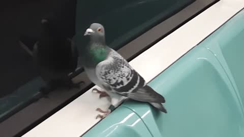 Pigeon On Train