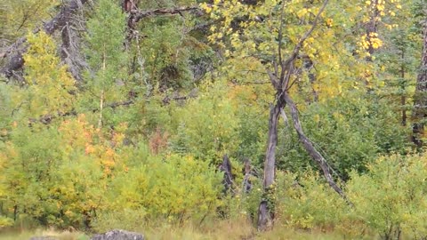 Alaskan Coastal Brown Bear sow with cub attacks unaware sow