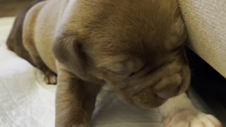 Puppy is Too Tired To Stand