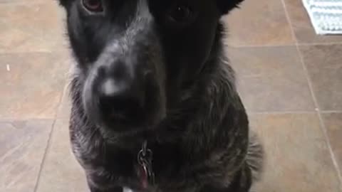 Health-conscious dog knows how to weigh himself on command