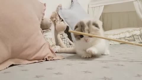 Short video cute kitten
