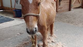 Mini-horse Lil-bit Removing the Cushings Hair