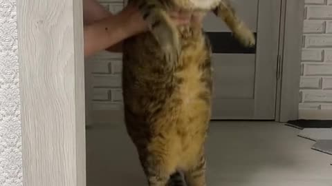 fat cat dance