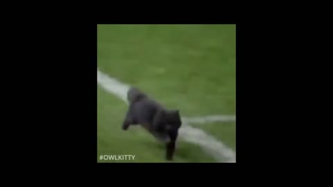Kitty Goal - Football Soccer Funny Video
