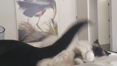 Dog slap the cat using tail ! hilarious reaction