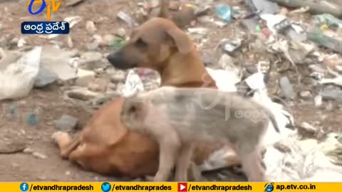 Watch Video how a Dog Gives Milk to Baby Pig