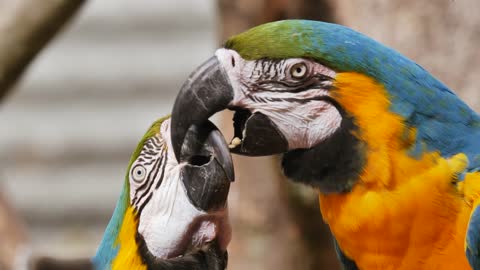 The naughty parrot kisses his lover