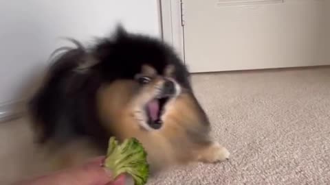 Cute Dog chooses food then regrets it
