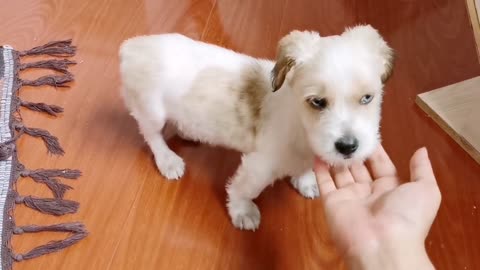 Cute little dog biting my hand