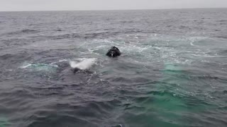 humpback whale bubble ring