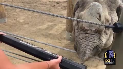 Greater One-Horned Rhino Plays Piano