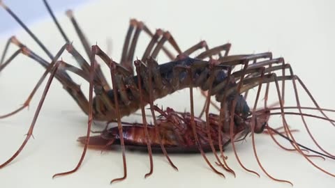 A house centipede preying on cockroaches