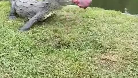 This crocodile is awesome