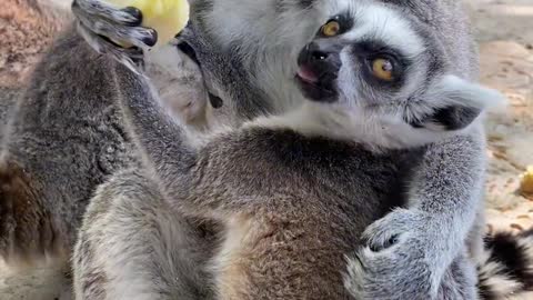 Ring-tailed lemur