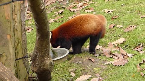 Red Panda Scent Marking From the Dublin Zoo