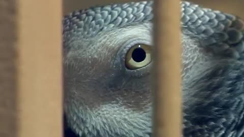 This is the smartest and funniest parrot ever.WATCH VERY FUNNY.