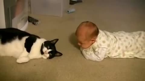 Cat Meeting Babies for the first time!!