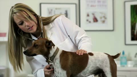 tilt to vet checking dogs vitals