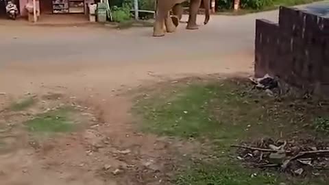 jangal ka bapp in Village#elephant #viral #viralvideo #shorts #shortvideo