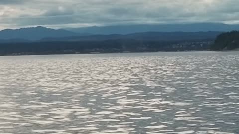 Killer Whales Circle in on Humpback Whales