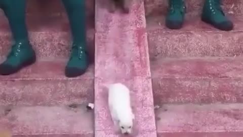 OMG so cute ♥️ Funny cats and dogs