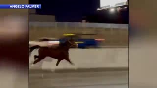 A horse was seen running along I-95 in Philadelphia.