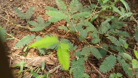 Mimosa pudica