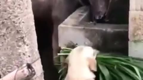 Dog Feeding Animals
