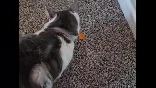 Mr. Rocky The Cat Loves Eating a Cheez-It