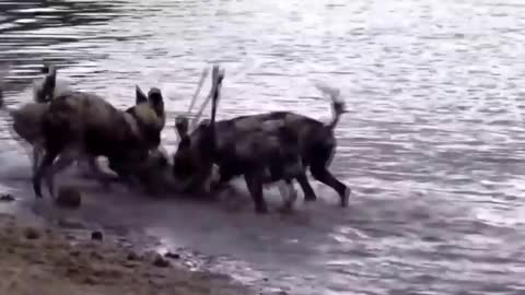 Wild dogs vs Lion , Buffalo , warthog , deer