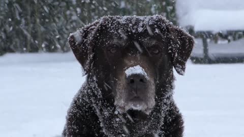 He stands firmly in the snow