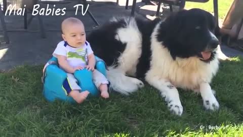 Cachorros E Bebês Brincando Juntos!