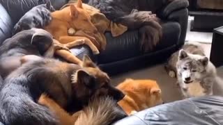 Huge dog family simultaneously reacts to squeaky toy