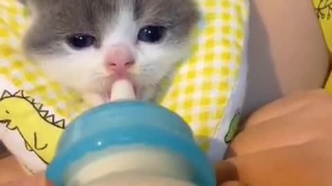 Milkbottle cat