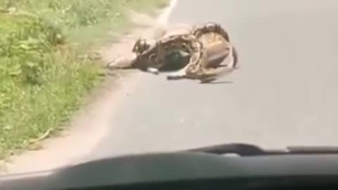 giant snake coiling on the servant who was saved by a person