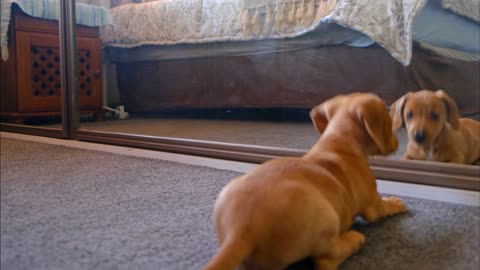Pawsitively Hilarious: Watch This Adorable Pup Try to Figure Out Its Own Tail!