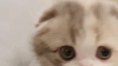 This Kitten Will Make Your Day In Seconds